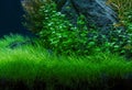 Aquarium green plants Royalty Free Stock Photo