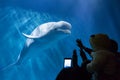 The aquarium has a beluga whale show