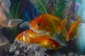 Aquarium life, Goldfish swimming uderwater