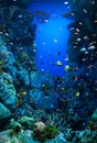 Aquarium with many varieties of corals and colorful marine fishes Royalty Free Stock Photo