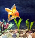 Aquarium Native Gold Fish Royalty Free Stock Photo