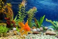 Aquarium Native Gold Fish