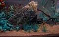 Aquarium with neon tetra Royalty Free Stock Photo