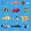 Aquarium and ocean fish breeds underwater bowl tropical aquatic animals water nature pet characters vector illustration