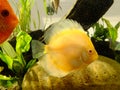 Aquarium with orange golden fishes and seaweeds
