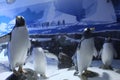 Aquarium Penguin Antarctica Royalty Free Stock Photo