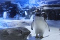 Aquarium penguin Antarctica Royalty Free Stock Photo