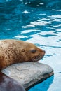 Aquarium Pinnipedia Seal Sea Lion Sleeping on Rock Royalty Free Stock Photo