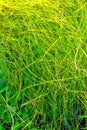 Aquarium plant Eleocharis vivipara Royalty Free Stock Photo