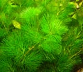 Aquarium plant Royalty Free Stock Photo