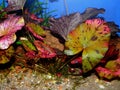 Aquarium plant