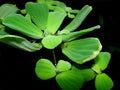 Aquarium plant Royalty Free Stock Photo