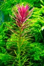 Aquarium plant Limnophila hippuroides