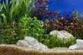 Aquarium plants decoration, aquatic fern and aquarium plant grow