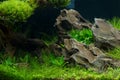 Aquarium plants decoration, aquatic fern and aquarium plant grow Royalty Free Stock Photo