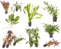 Aquarium plants in studio