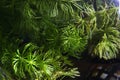 Aquarium plants . Water live.