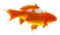 Aquarium and pond goldfish known as a comet. Royalty Free Stock Photo