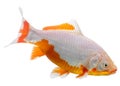 Goldfish known as a comet isolated on white backdrop. Domestic f Royalty Free Stock Photo