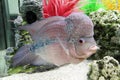 Aquarium Redhead cichlid Royalty Free Stock Photo