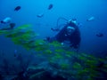 Aquarium scuba diver philippines