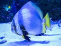 Aquarium sea fish Royalty Free Stock Photo