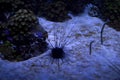 Aquarium of sea warms and sea urchin Royalty Free Stock Photo
