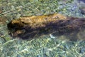 Aquarium sea water wood & stones