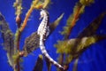 Aquarium seahorse tank Royalty Free Stock Photo