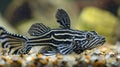 Aquarium setting accentuates Zebra Pleco's distinctive striped pattern Royalty Free Stock Photo