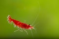 Aquarium shrimp Neocaridina davidi variation Red cherry