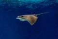 Aquarium stingray in tank