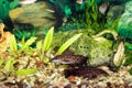 Aquarium with swimming Hoplosternum thoracatum