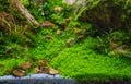 aquarium tank with aquatic plants .