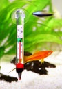 Aquarium thermometer temperature in tropical fish aquarium