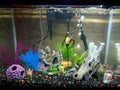 My 20 Gallon Fish Aquarium, Sponge bob, Gary, Patrick, dragon skull. Decorations Galore. Royalty Free Stock Photo