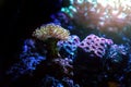 Aquarium Torch Coral Royalty Free Stock Photo