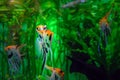Aquarium with tropical cichlids amazing fish Scalare pterophyllum. Exotic beautiful fish on a background of bright green algae. Royalty Free Stock Photo