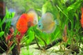 Aquarium - tropical discus fish Royalty Free Stock Photo