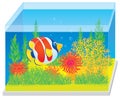 Aquarium with a tropical fish Royalty Free Stock Photo