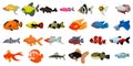 Aquarium tropical fish and cartoon ocean cute collection. Sea coral reef animals and underwater vector illustration. Water Royalty Free Stock Photo