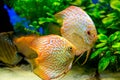 Aquarium with tropical fish of the Symphysodon discus spieces Royalty Free Stock Photo