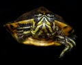 Aquarium turtle. Royalty Free Stock Photo