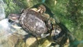 Aquarium with two turtles Royalty Free Stock Photo