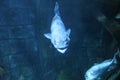 Aquarium Underwater fish