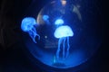 Aquarium Underwater Medusa
