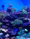 Aquarium underwater ocean fish coral Royalty Free Stock Photo