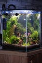 Aquarium with variety tropical fish and plants inside Royalty Free Stock Photo