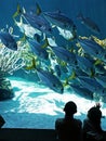 Aquarium Visit Royalty Free Stock Photo