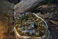 Paraguayan anaconda in a terrarium at the Kiev zoo Royalty Free Stock Photo